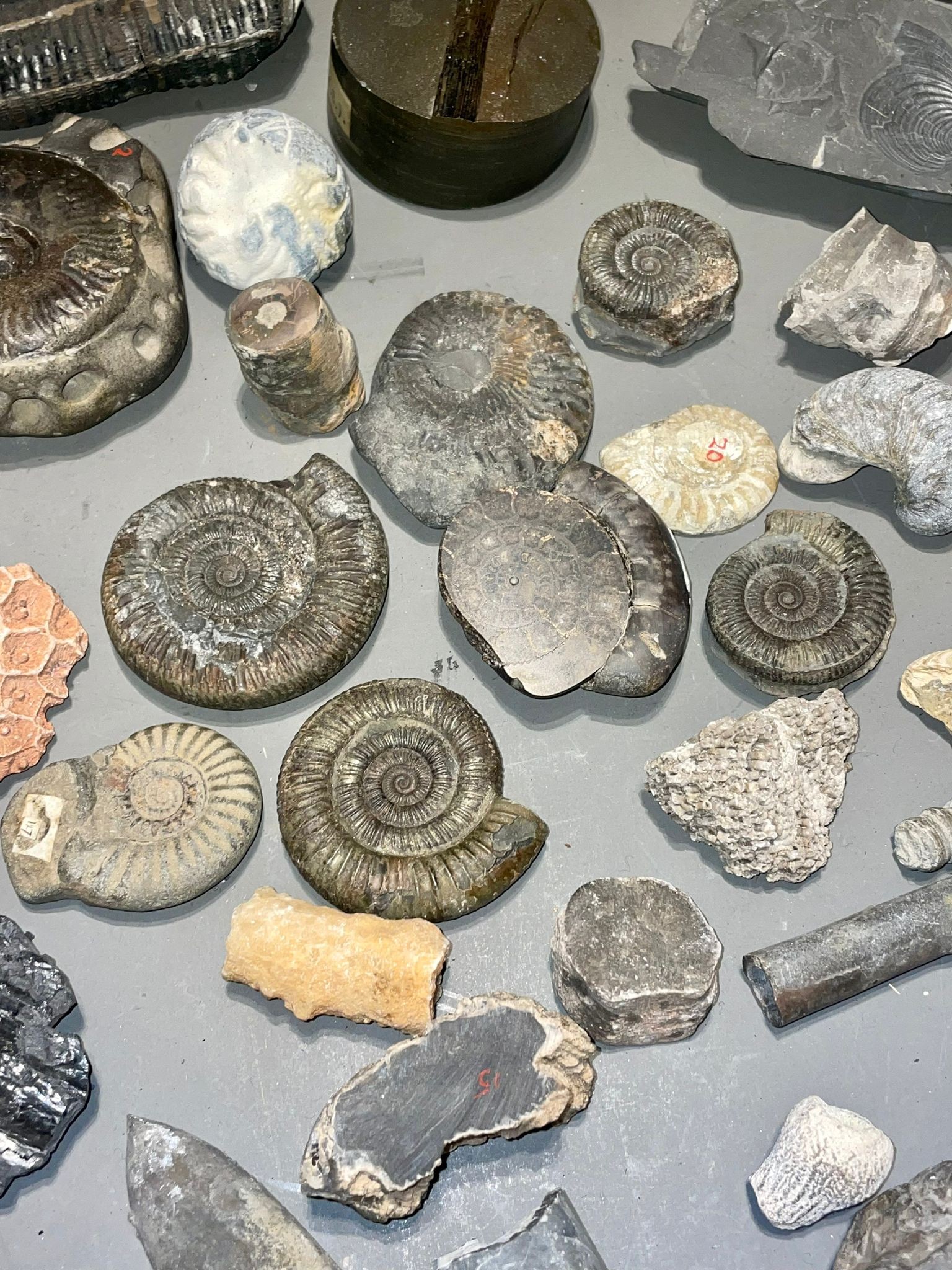 One tray of fossils to include ammonites - Image 3 of 10