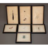 Seven various Entomological and Lepidopterology engravings, framed and (7)