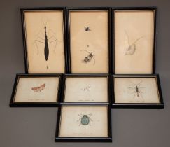 Seven various Entomological and Lepidopterology engravings, framed and (7)