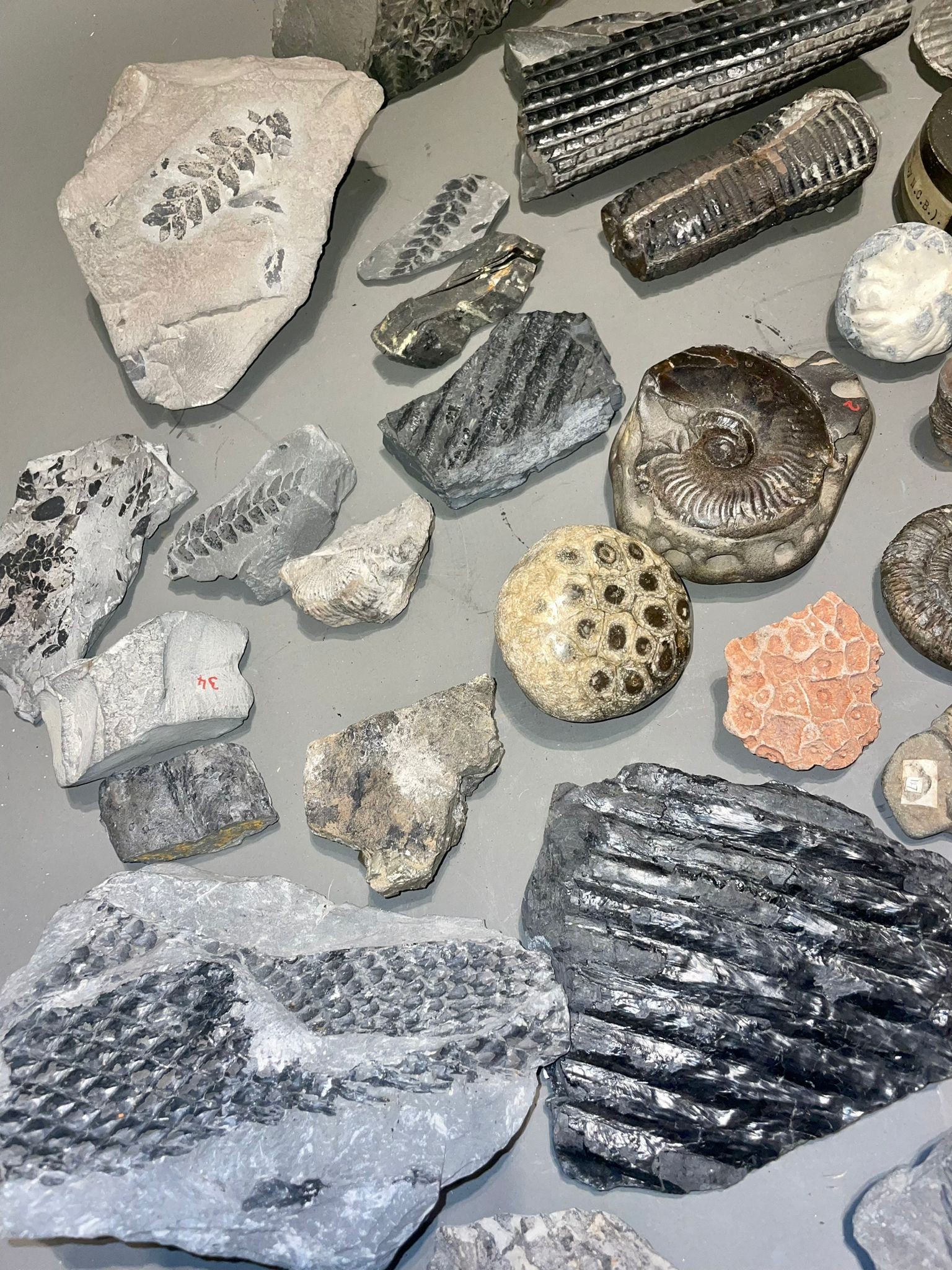One tray of fossils to include ammonites - Image 10 of 10