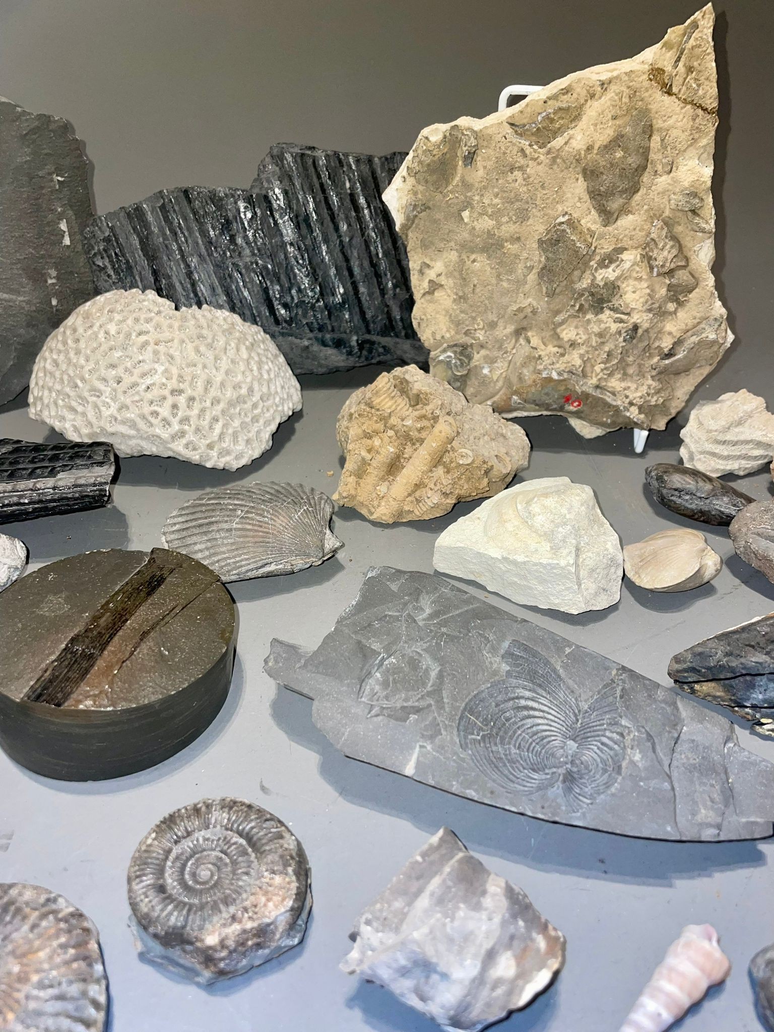 One tray of fossils to include ammonites - Image 8 of 10