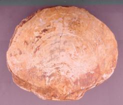 A large clam shell, approx 23cm wide, approx 2995g