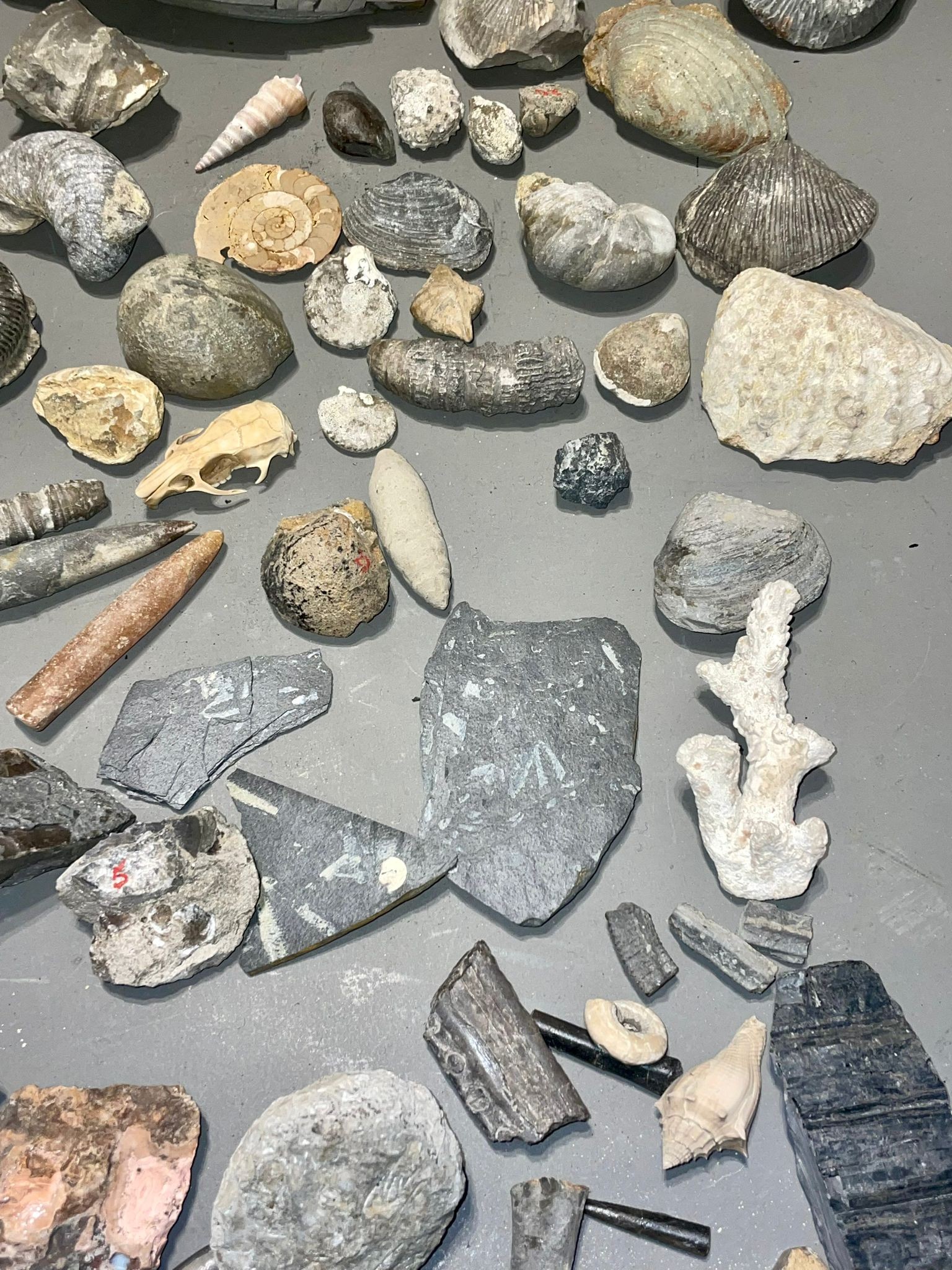 One tray of fossils to include ammonites - Image 6 of 10