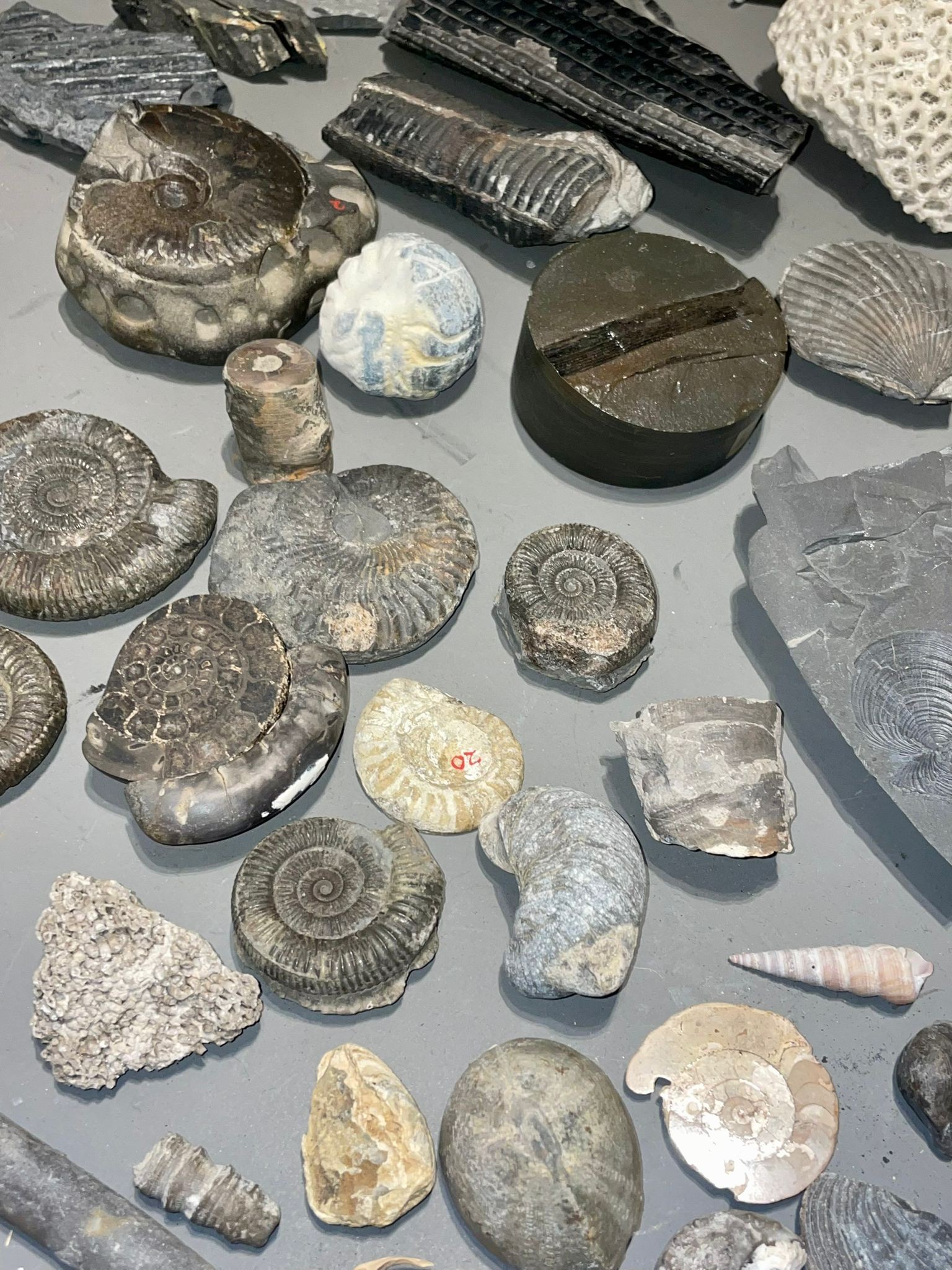 One tray of fossils to include ammonites - Image 4 of 10