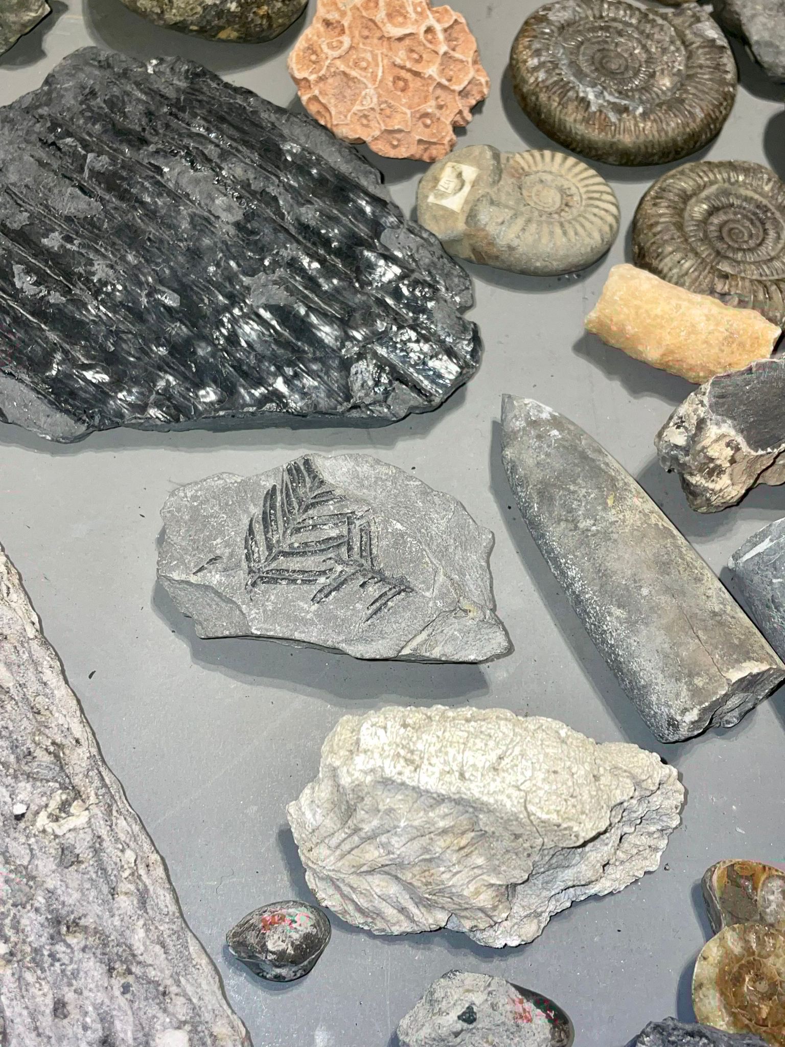One tray of fossils to include ammonites - Image 2 of 10