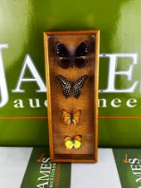 Taxidermy of Butterfly Collection