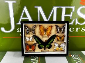 Taxidermy of Large Butterfly Collection