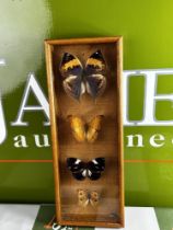 Butterfly Collection Boxed & Framed.