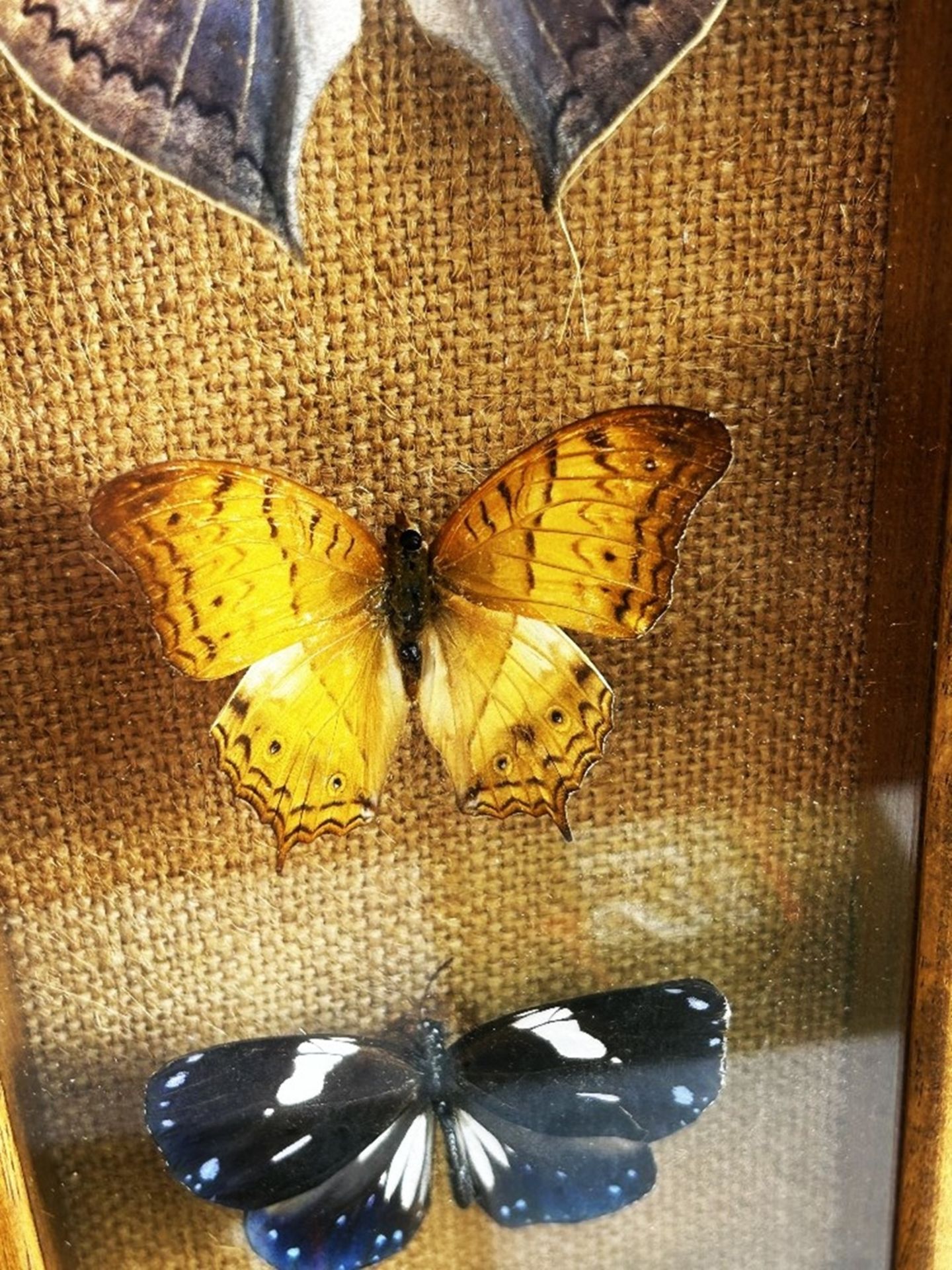 Butterfly Collection Boxed &#038; Framed. - Image 4 of 5
