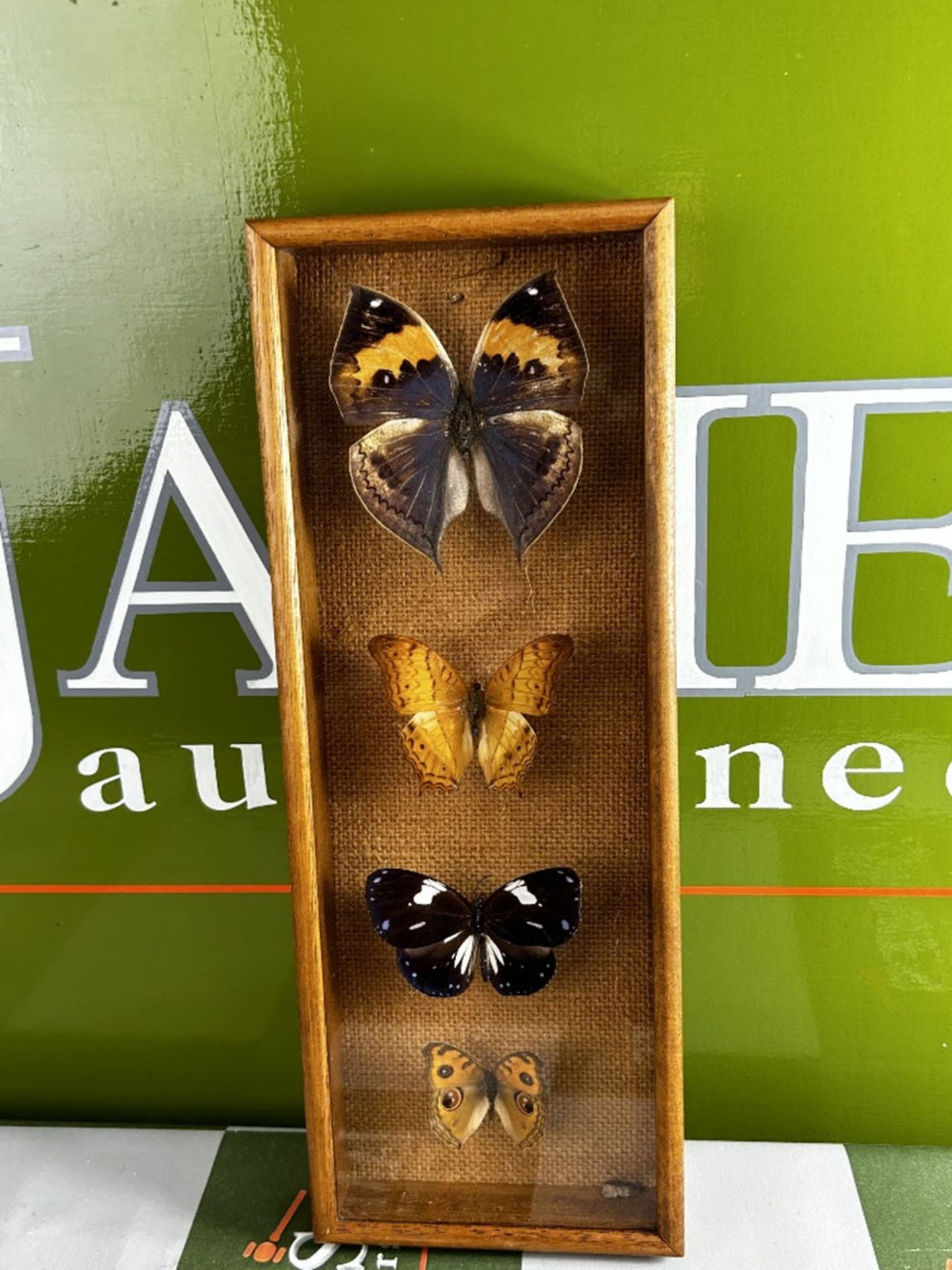 Butterfly Collection Boxed &#038; Framed. - Image 2 of 5