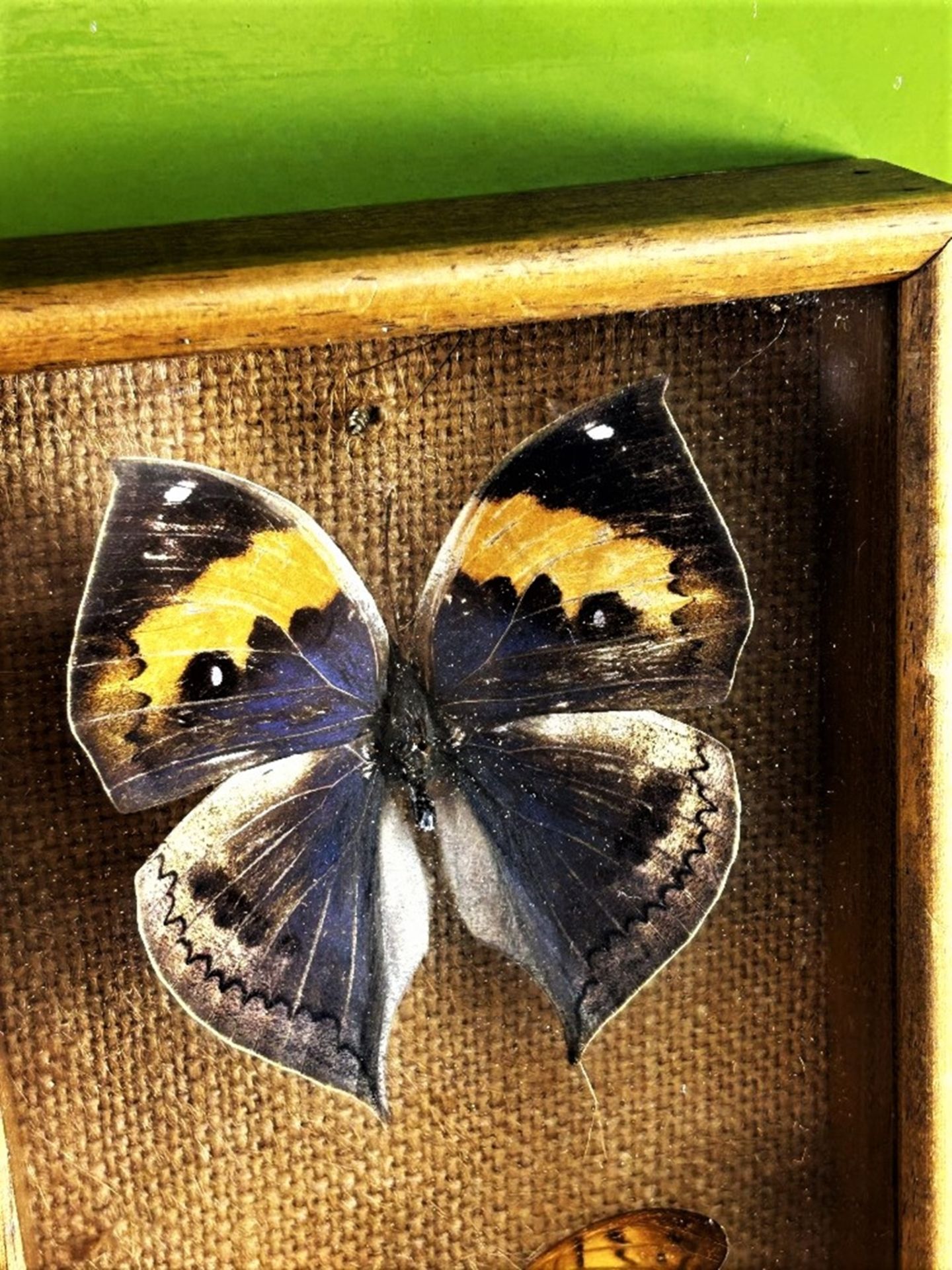 Butterfly Collection Boxed &#038; Framed. - Image 3 of 5