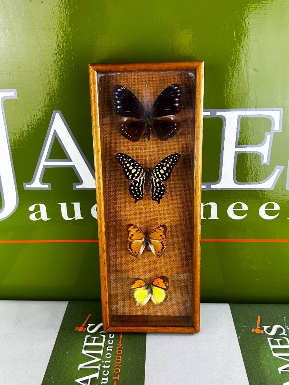 SOLD VIA BUY IT NOW-PLEASE DO NOT BID-Taxidermy of Butterfly Collection - Image 2 of 2