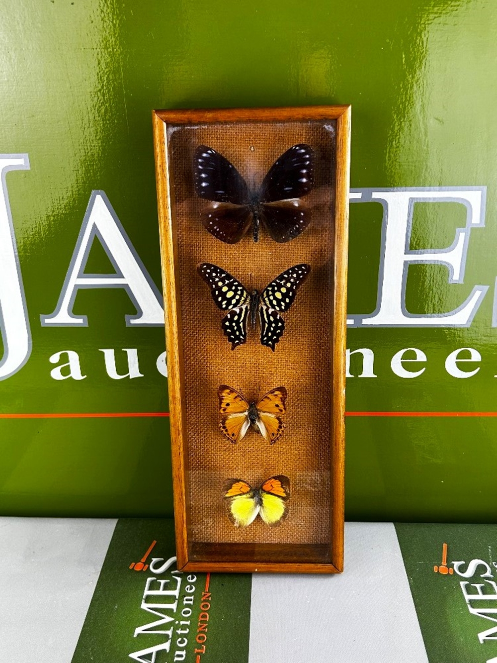 SOLD VIA BUY IT NOW-PLEASE DO NOT BID-Taxidermy of Butterfly Collection