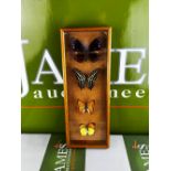 SOLD VIA BUY IT NOW-PLEASE DO NOT BID-Taxidermy of Butterfly Collection