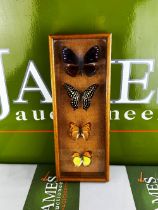 Taxidermy of Butterfly Collection