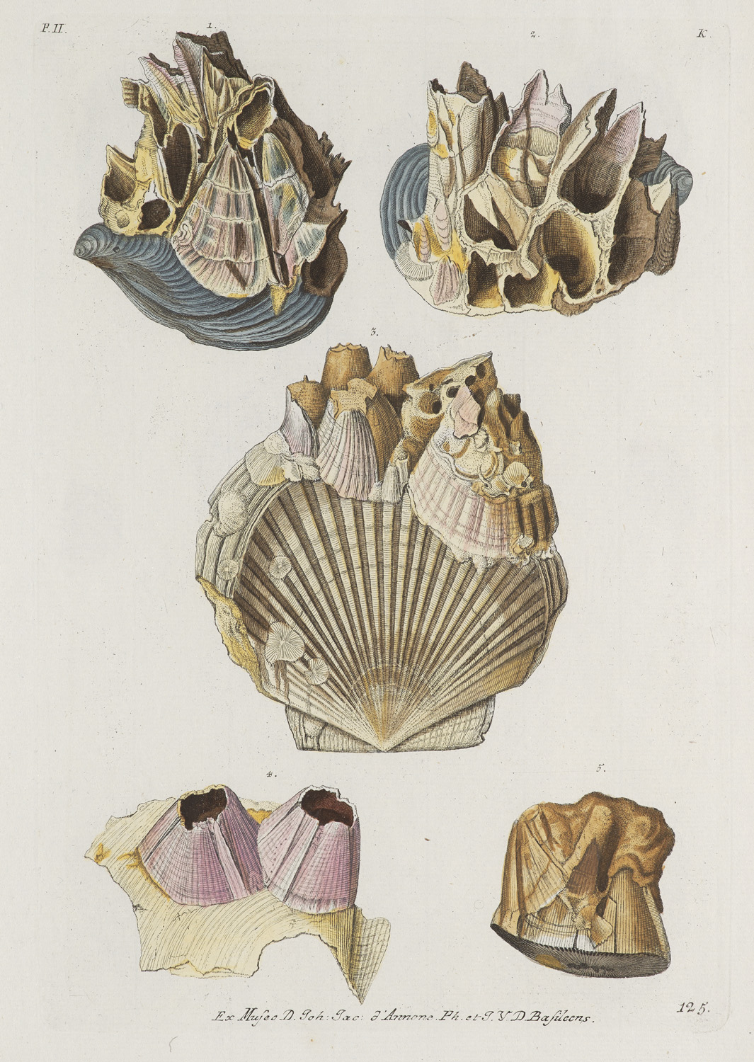 Geologie - Fossilien - - Georg - Image 6 of 8