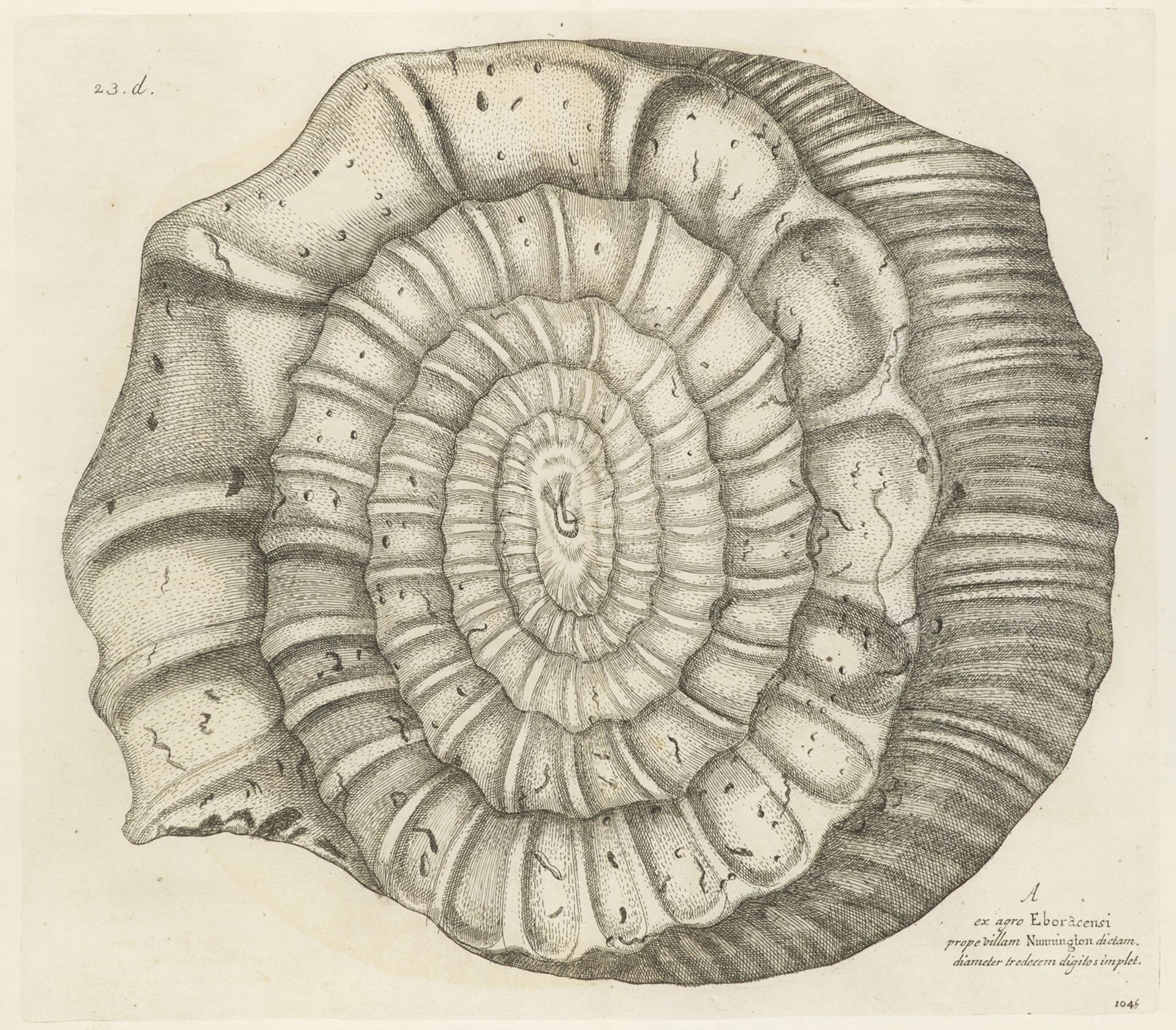 Zoologie - Conchologie - - Anna u. - Image 3 of 4