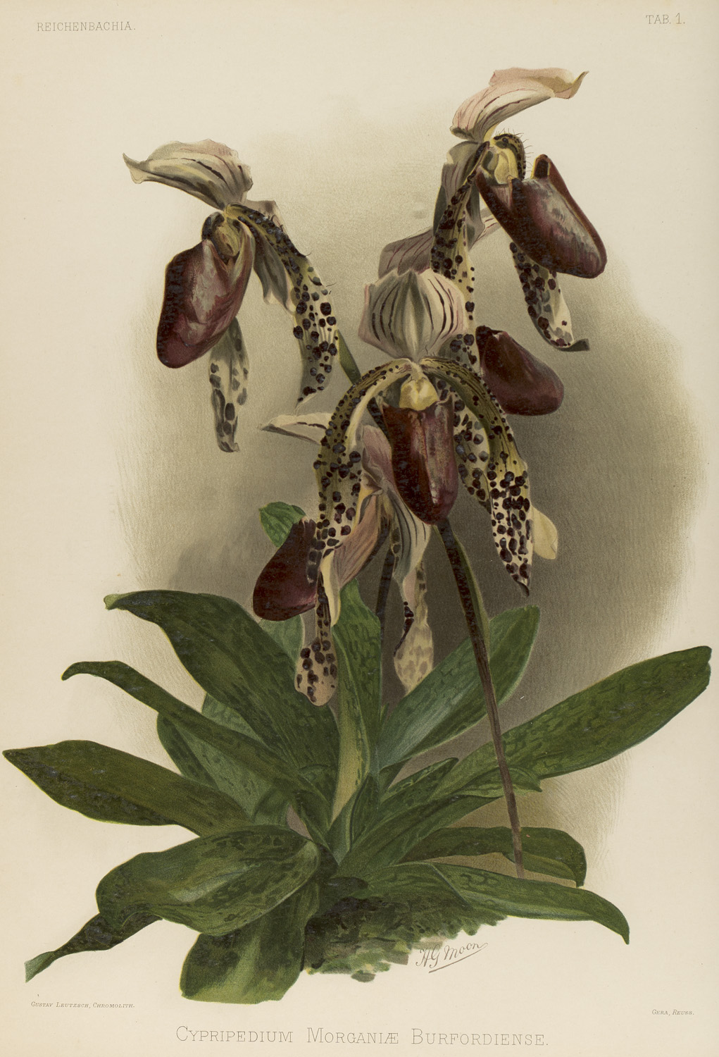 Botanik - - F Sander. Reichenbachia. - Image 3 of 4