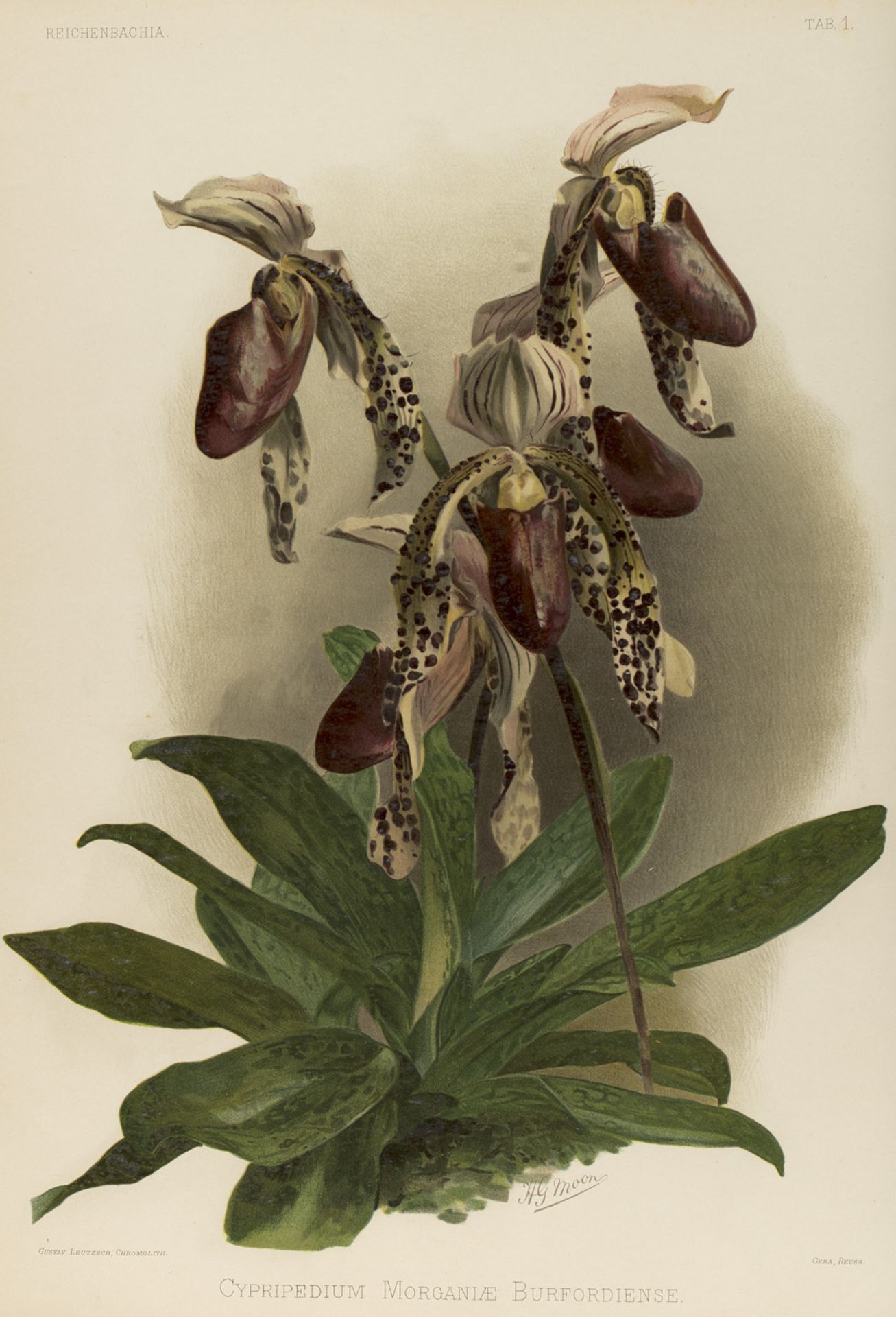 Botanik - - F Sander. Reichenbachia. - Bild 3 aus 4