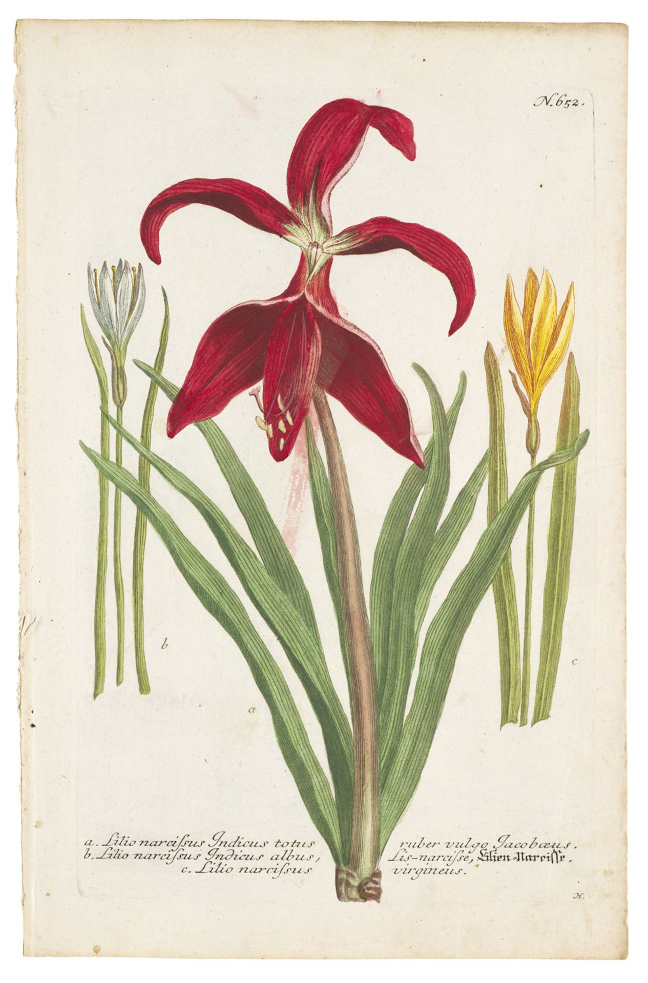Botanik - - Johann Wilhelm Weinmann. - Image 5 of 5
