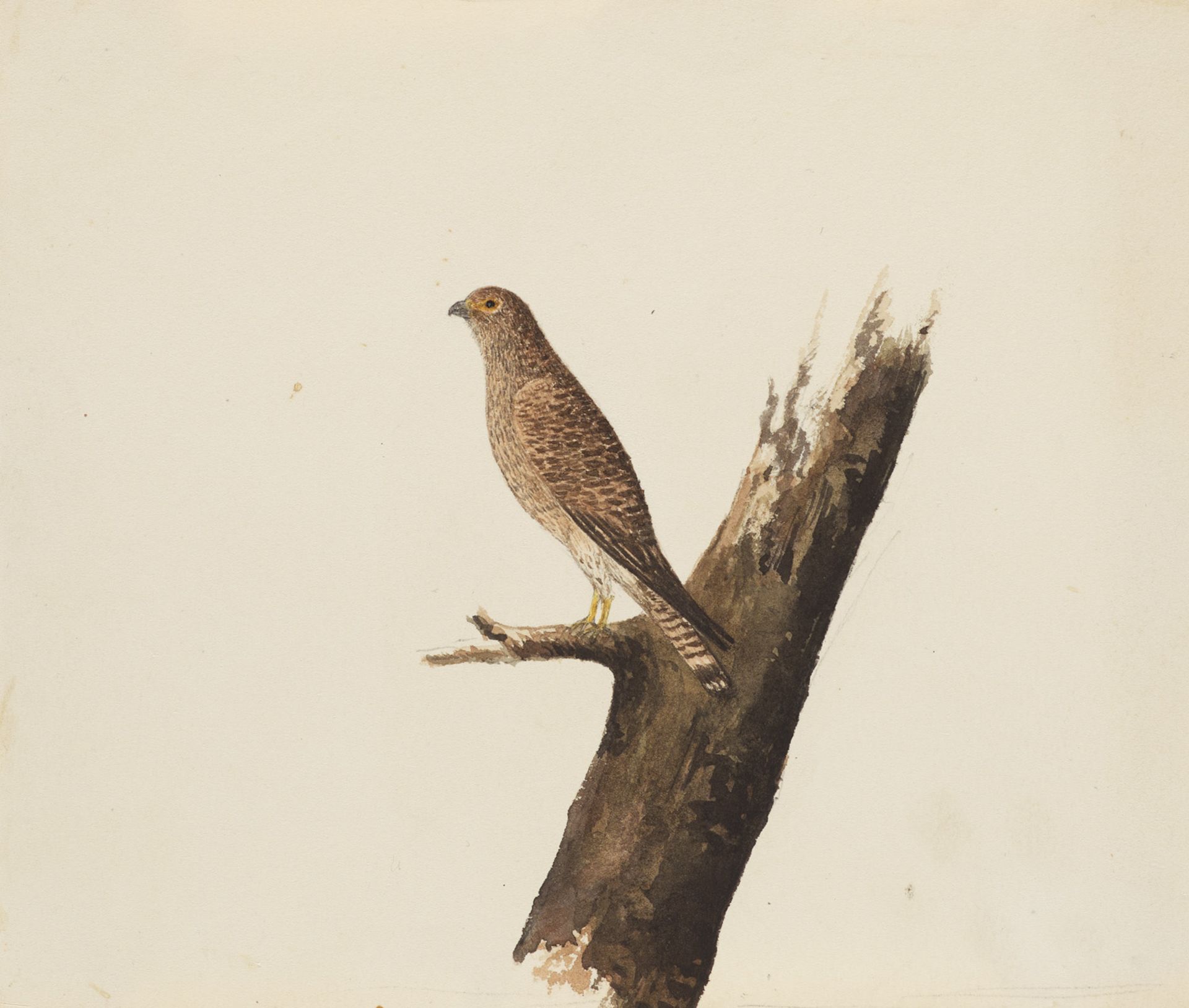 Zoologie - Ornithologie - - - Image 2 of 9