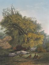Jagd - - Karl Bodmer. (1809 Zürich -