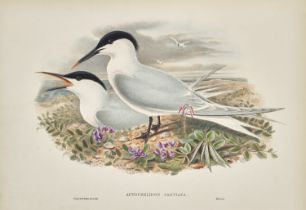 Zoologica Specifica - - John Gould.