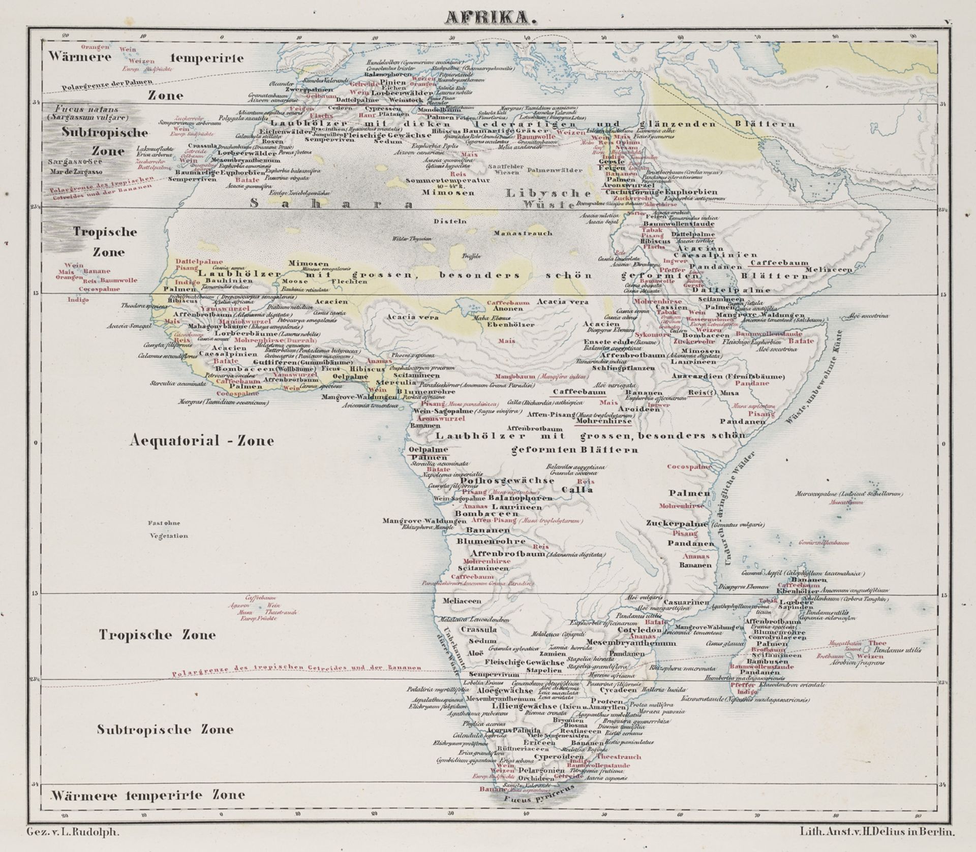 Botanik - - Ludwig Rudolph. Atlas der