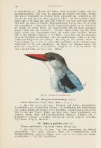 Zoologie - Ornithologie - - Anton
