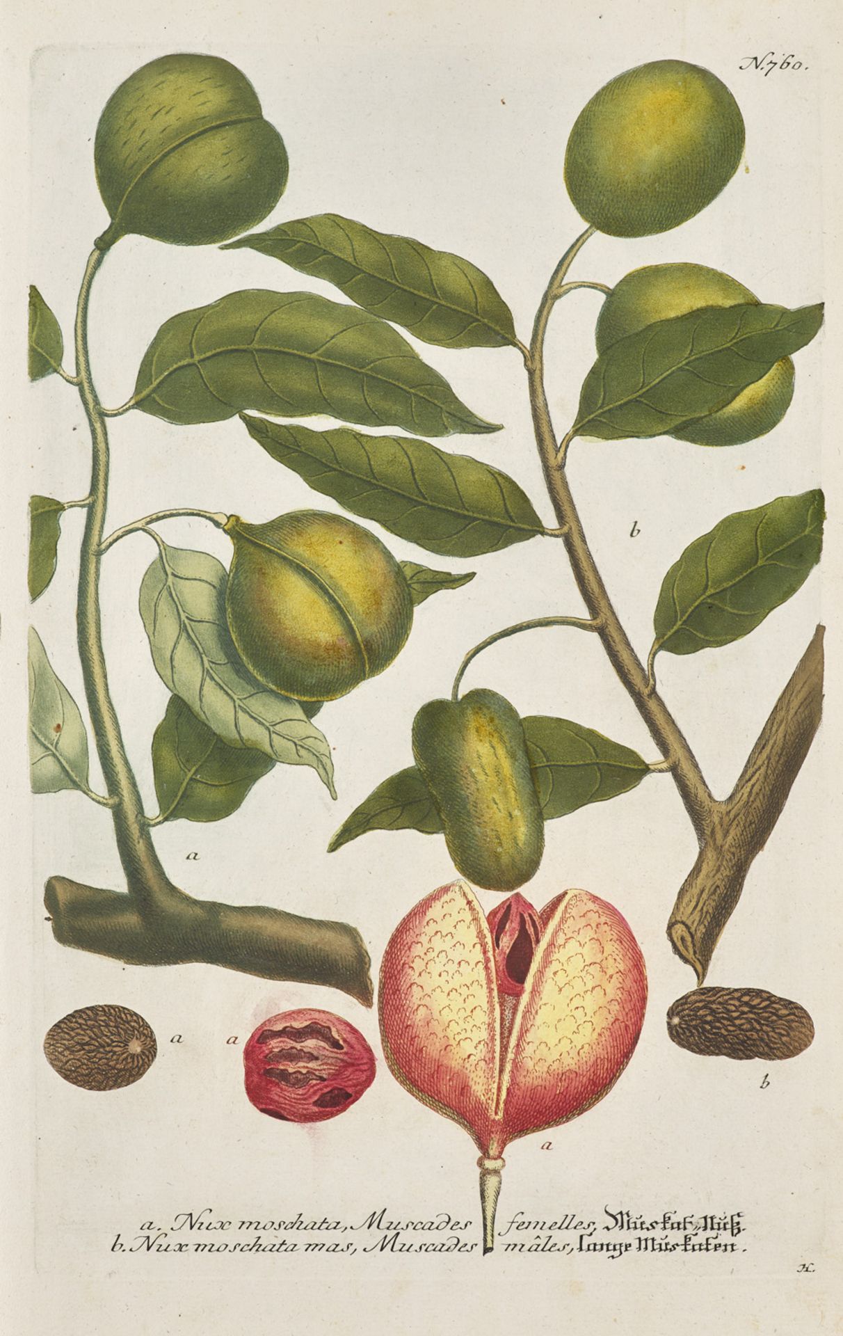 Botanik - - Johann Wilhelm Weinmann. - Image 4 of 5