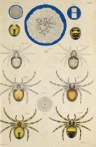 Zoologie - Arachnologie - - Moritz