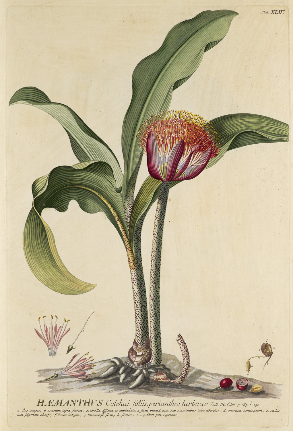 Botanik - - Christoph Jacob Trew. - Image 9 of 12