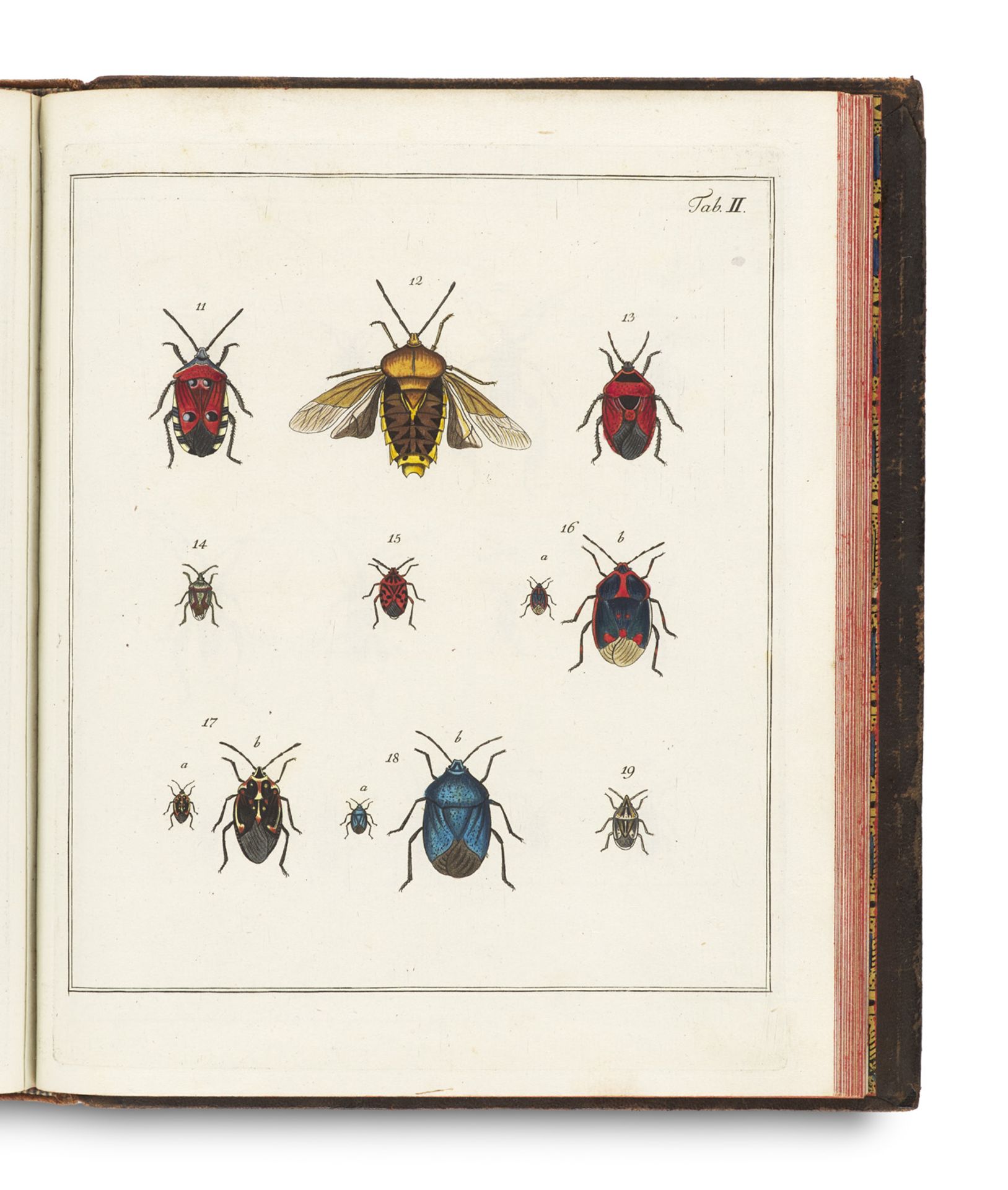 Zoologie - Entomologie - - Johann
