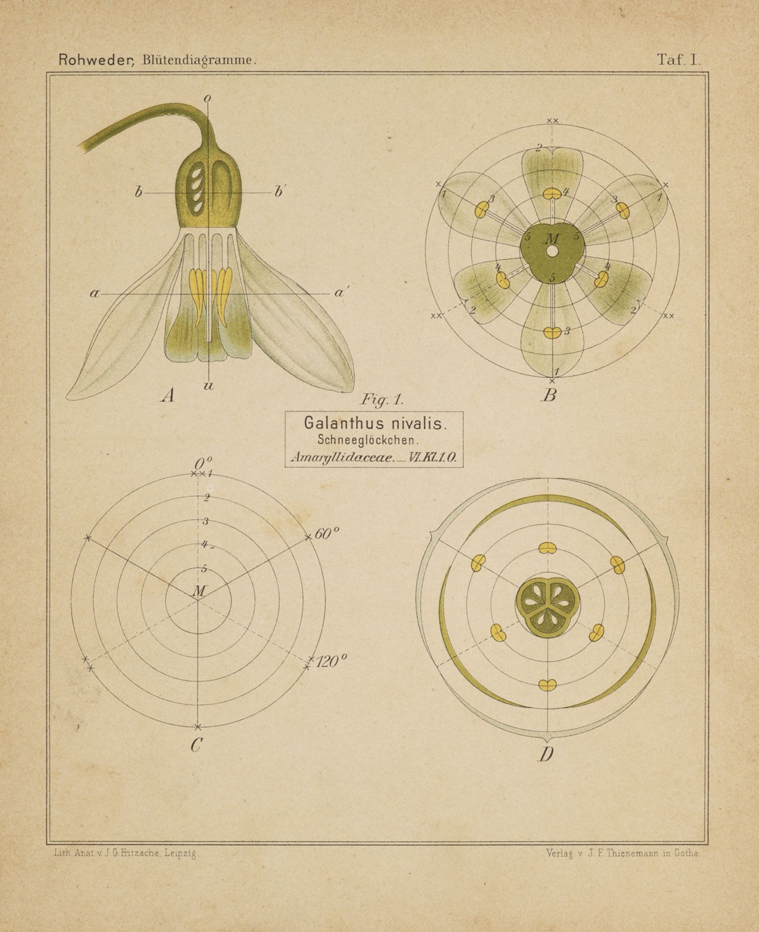 Botanik - - J. Rohweder.