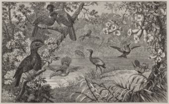Zoologie - - Alfred Russel Wallace.
