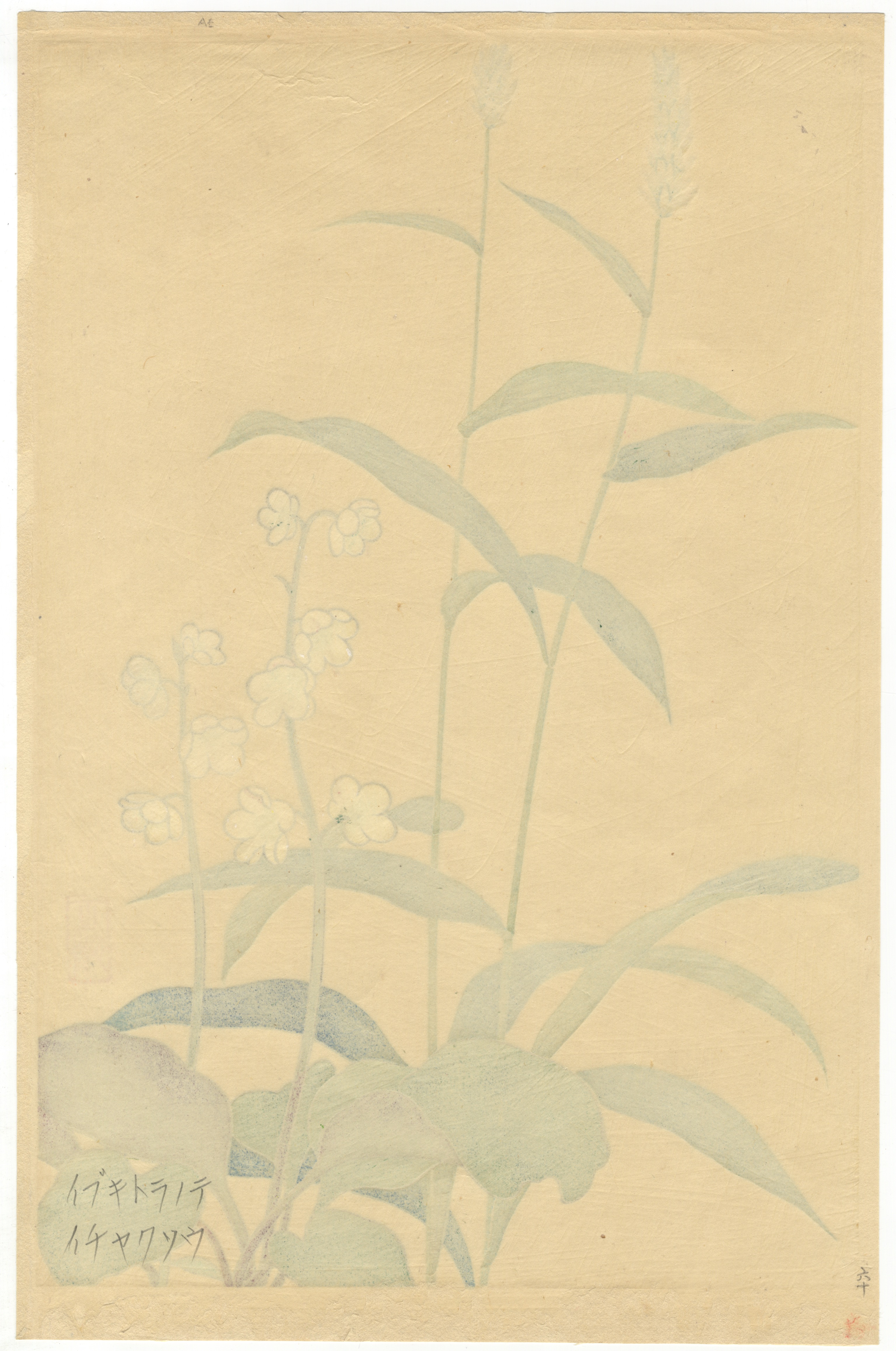 Inoue Masaharu, Alpine Plants, Japanese Woodblock Print - Image 3 of 5
