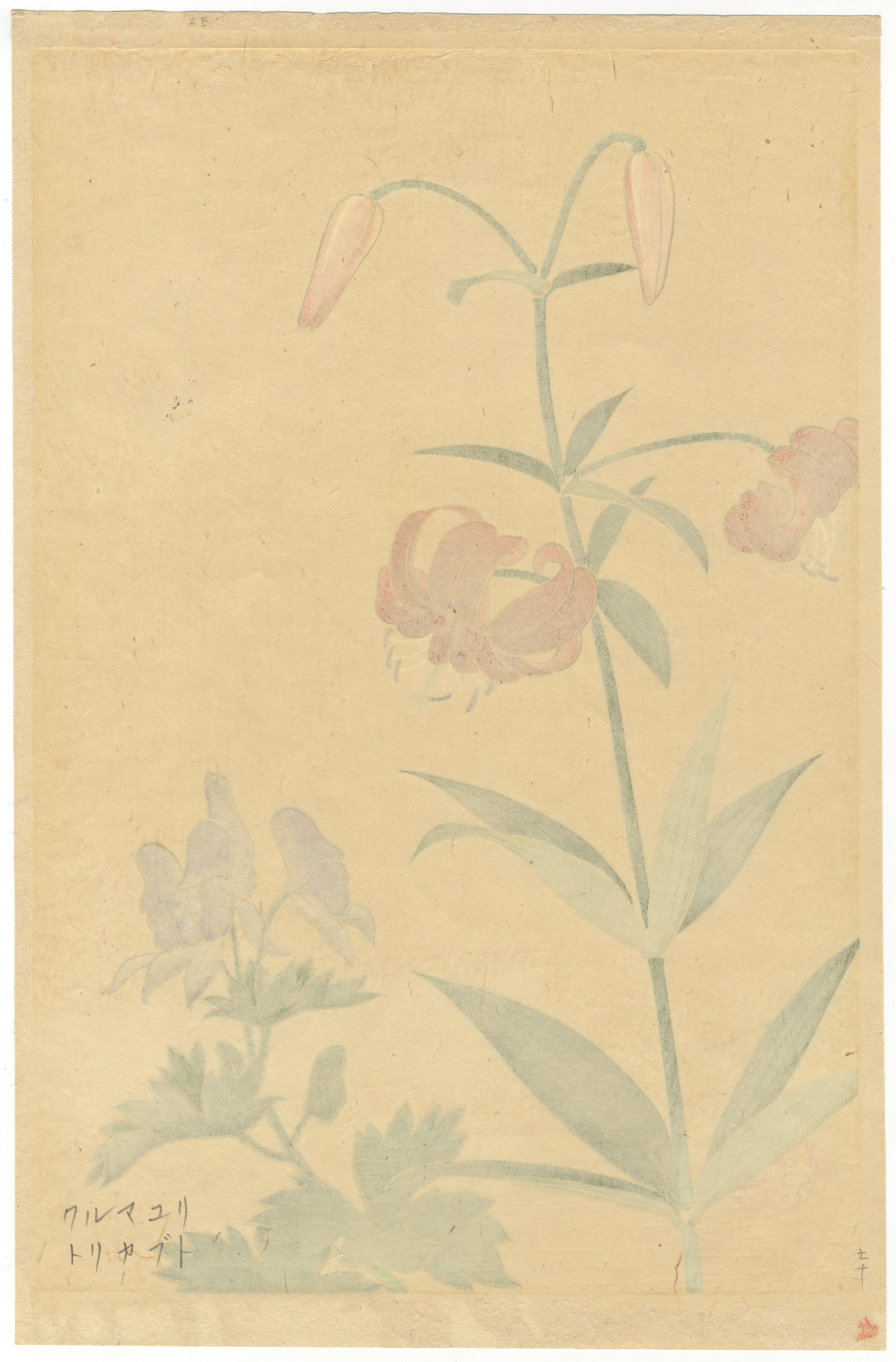 Inoue Masaharu, Alpine Plants, Japanese Woodblock Print - Image 5 of 5