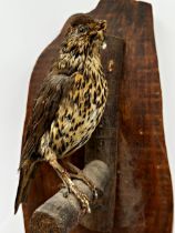 Taxidermy - Thrush on branch mounted to an elm backboard, 61 x 17cm