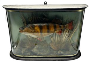 Taxidermy- E F Spicer perch, good domed gilt case with naturalistic foliage, 40cm x 61cm