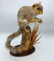 Taxidermy Squirrel Holding Nut On Naturalistic Base. H 40cm.