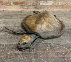 Large Victorian taxidermy turtle, L 80cm x W 55cm (AF)