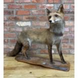Taxidermy - standing fox, good quality, on an elm plinth, with label inscribed 'Jean Pierre