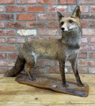 Taxidermy - standing fox, good quality, on an elm plinth, with label inscribed 'Jean Pierre