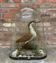 Large Victorian taxidermy Bonin Nankeen Night Heron bird held with glass dome, H 75cm x W 50cm