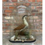 Large Victorian taxidermy Bonin Nankeen Night Heron bird held with glass dome, H 75cm x W 50cm