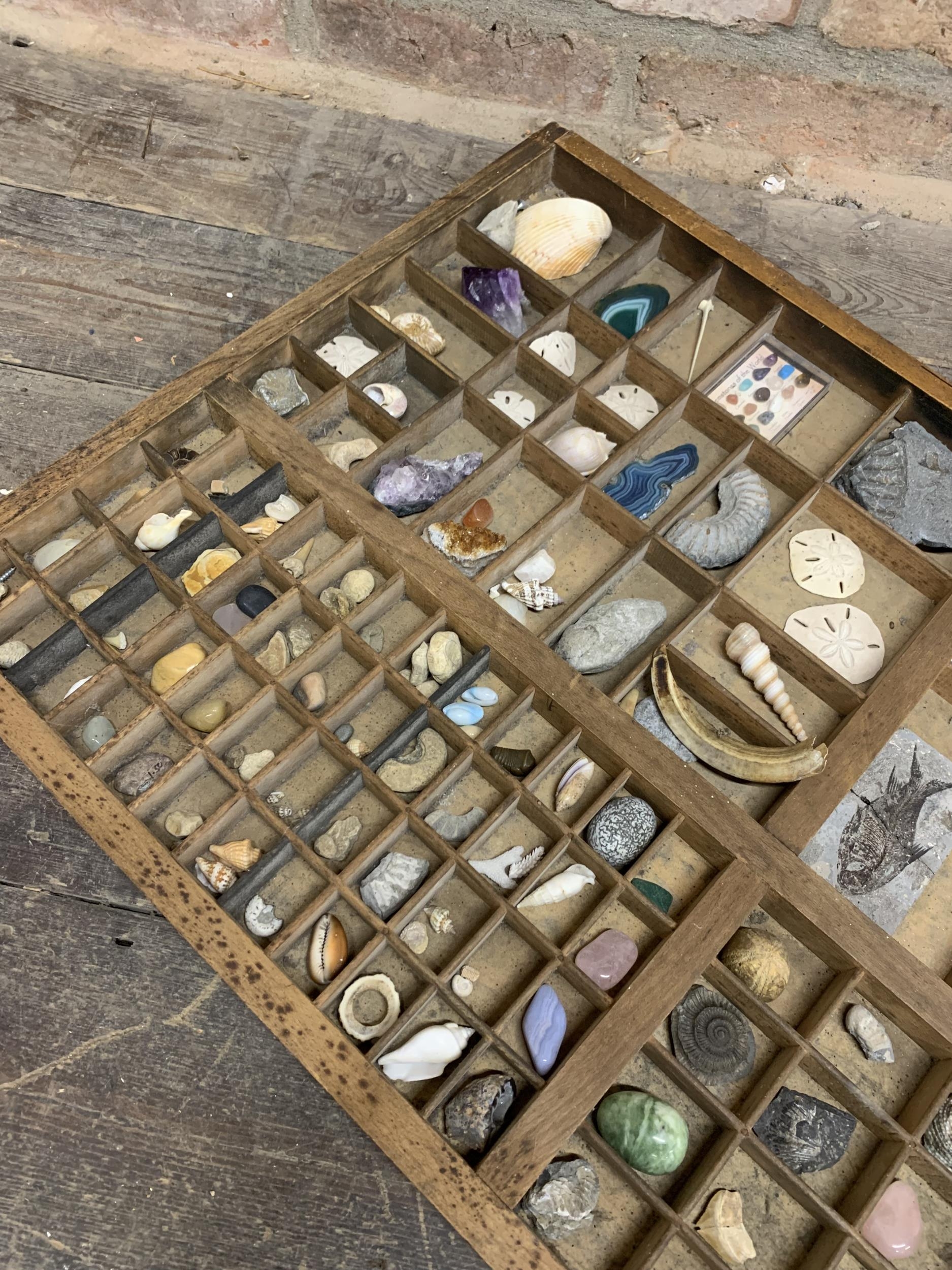 Large wooden printers tray with geology specimen content to include fossils, seashells and minerals - Image 4 of 4