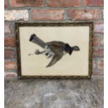 Rare early 20th century French feather hanging grouse picture, with painted beak and legs, 47 x