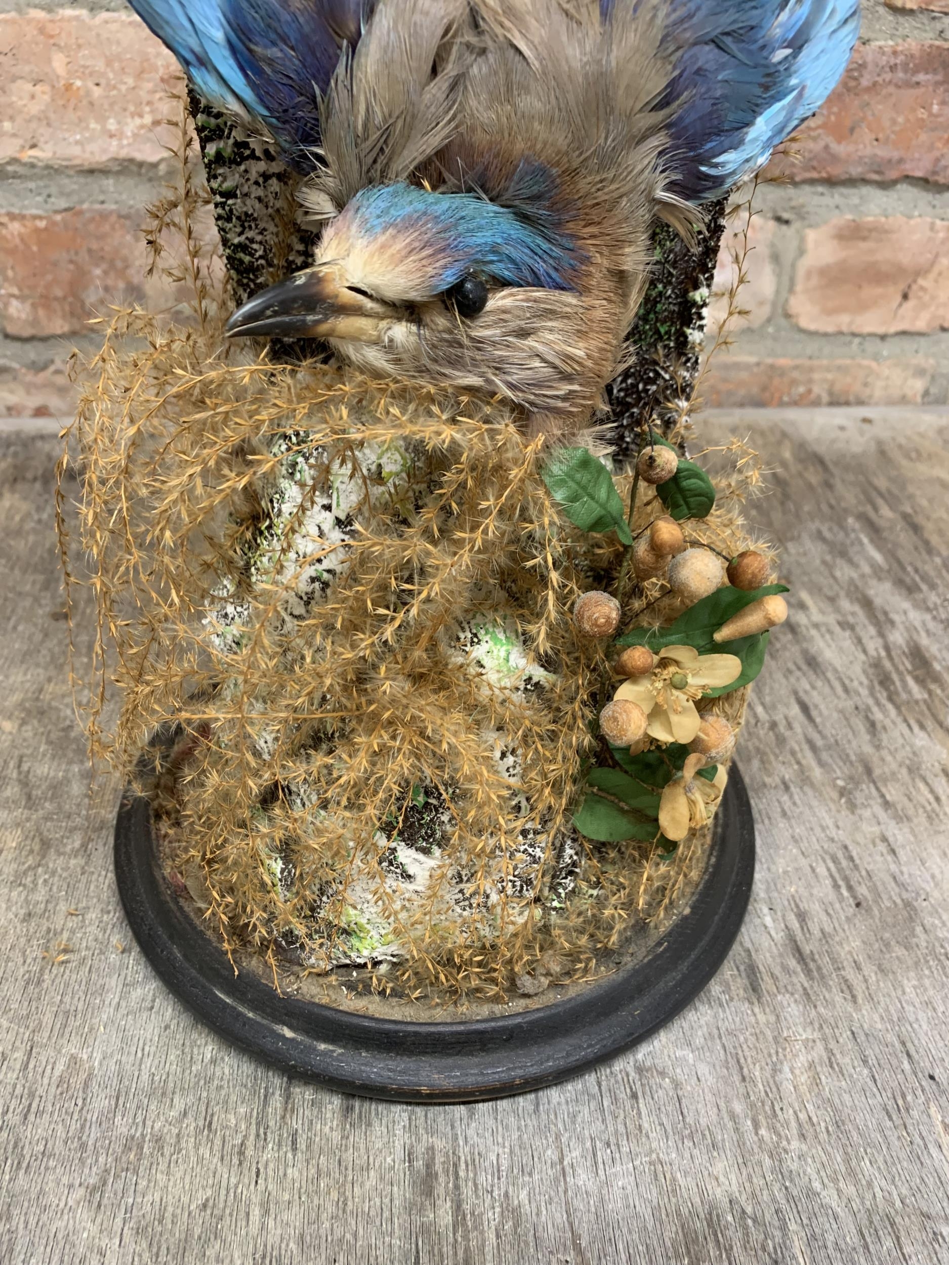 Victorian taxidermy Indian Roller bird amongst naturalistic foliage held within glass dome, H 55cm - Image 3 of 3