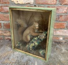 Taxidermy - red squirrel eating nut amongst natural foliage, glazed case, H 39cm x W 33cm