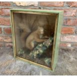 Taxidermy - red squirrel eating nut amongst natural foliage, glazed case, H 39cm x W 33cm